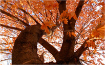 精简版流畅的自动攻击网站工具下载